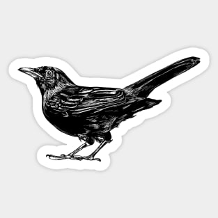 Blackbird Sticker